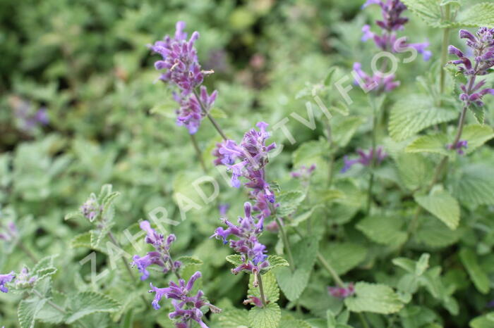 Šanta hroznovitá - Nepeta racemosa