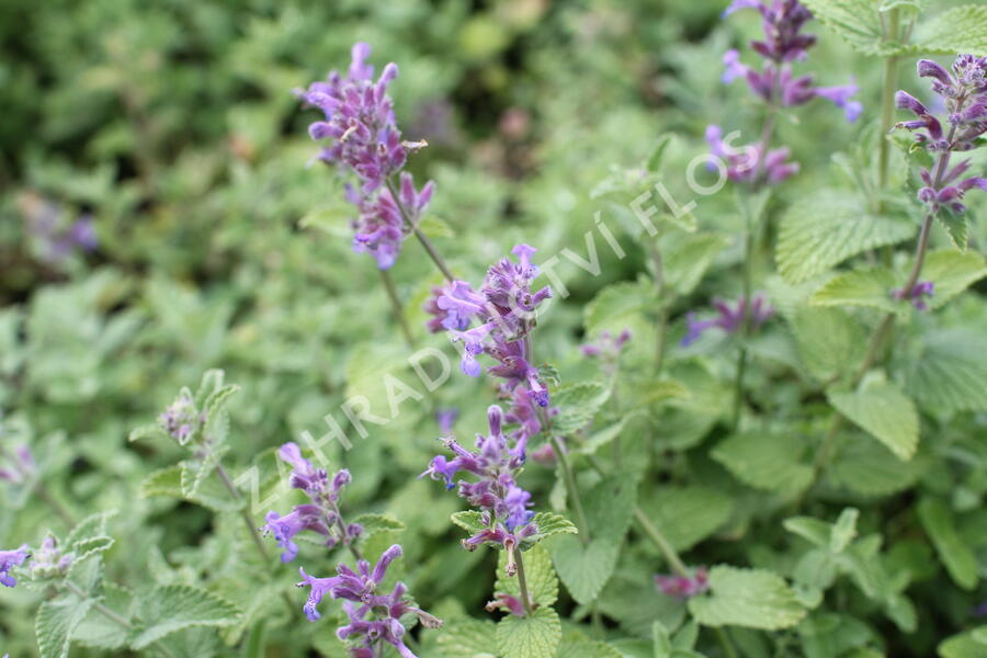 Šanta hroznovitá - Nepeta racemosa