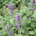 Nepeta racemosa_02.JPG