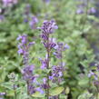 Šanta hroznovitá 'Blue Wonder' - Nepeta racemosa 'Blue Wonder'