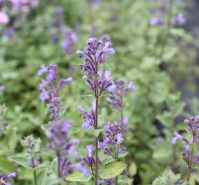 Šanta hroznovitá 'Blue Wonder' - Nepeta racemosa 'Blue Wonder'