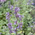 Nepeta racemosa 'Blue Wonder'.JPG