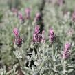 Levandule korunkatá 'Lamorosia Silver Rose' - Lavandula stoechas 'Lamorosia Silver Rose'