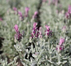 Levandule korunkatá 'Lamorosia Silver Rose' - Lavandula stoechas 'Lamorosia Silver Rose'