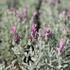 Lavandula stoechas 'Lamorosia Silver Rose'_02.JPG