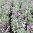 Levandule korunkatá 'Lamorosia Silver Rose' - Lavandula stoechas 'Lamorosia Silver Rose'