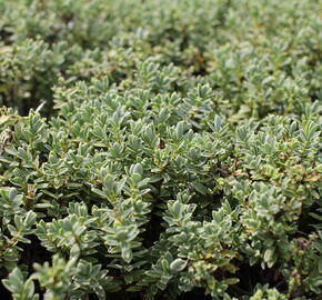 Hebe tučnolisté 'Sutherlandii' - Hebe pinguifolia 'Sutherlandii'