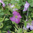 Plamének 'Mazurek' - Clematis viticella 'Mazurek'