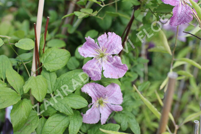 Plamének 'Mazurek' - Clematis viticella 'Mazurek'