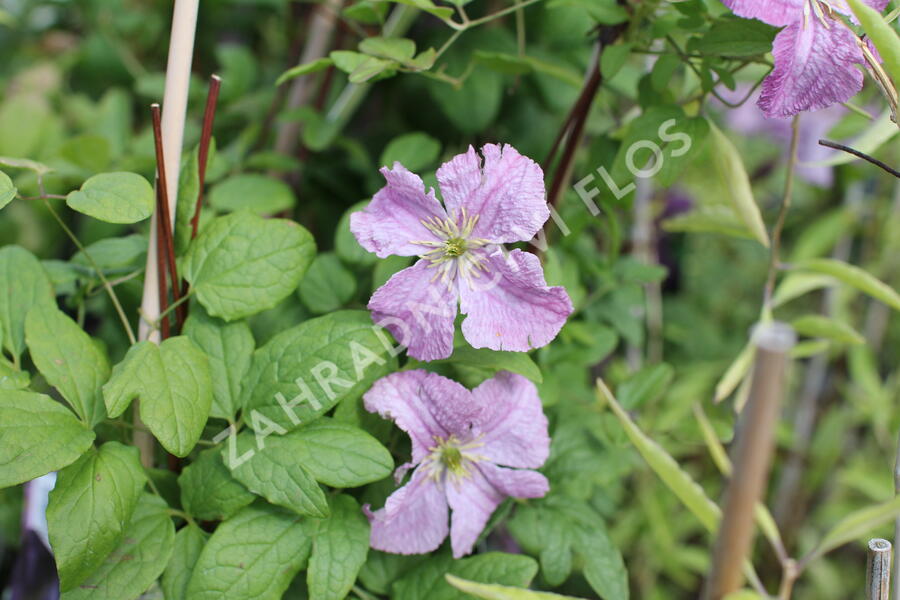 Plamének 'Mazurek' - Clematis viticella 'Mazurek'