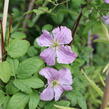 Plamének 'Mazurek' - Clematis viticella 'Mazurek'