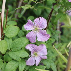 Plamének 'Mazurek' - Clematis viticella 'Mazurek'