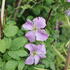 Clematis viticella 'Mazurek'.JPG