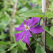 Plamének 'Grunwald' - Clematis 'Grunwald'