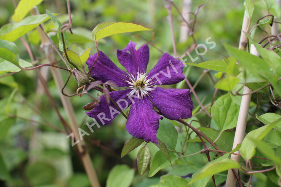 Plamének 'Grunwald' - Clematis 'Grunwald'