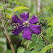 Plamének 'Grunwald' - Clematis 'Grunwald'