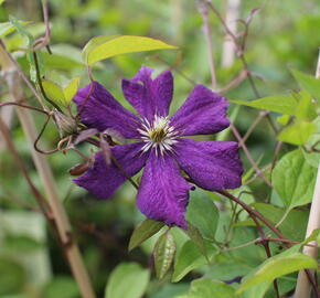 Plamének 'Grunwald' - Clematis 'Grunwald'