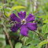 Clematis 'Grunwald'.JPG