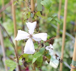 Plamének vlašský 'White Prince Charles' - Clematis viticella 'White Prince Charles'