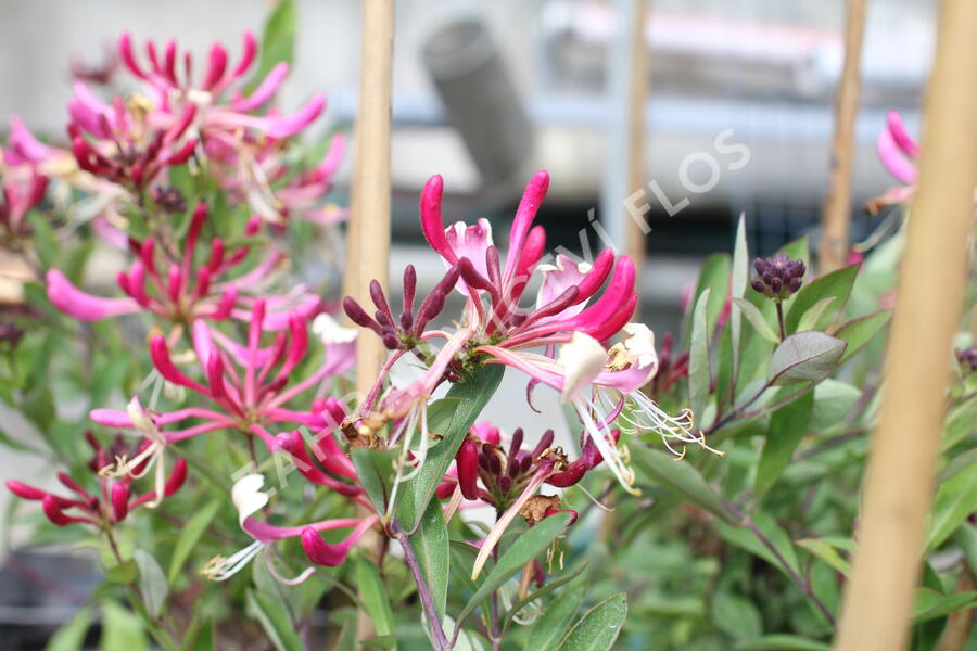 Zimolez ovíjivý 'Fragrant Cloud Chojnow' - Lonicera periclymenum 'Fragrant Cloud Chojnow'