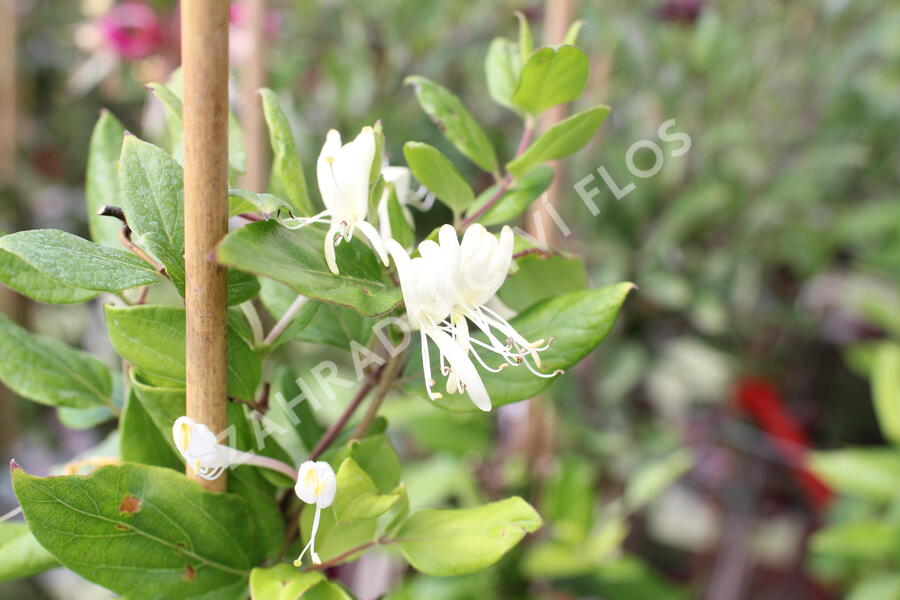 Zimolez japonský 'Halliana' - Lonicera japonica 'Halliana'