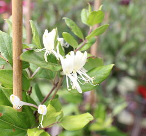 Zimolez japonský 'Halliana' - Lonicera japonica 'Halliana'