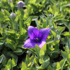 Zvonkovec velkokvětý, boubelka 'Pop Star Blue' - Platycodon grandiflorus 'Pop Star Blue'