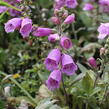 Náprstník červený 'Pollux Purple' - Digitalis purpurea 'Pollux Purple'