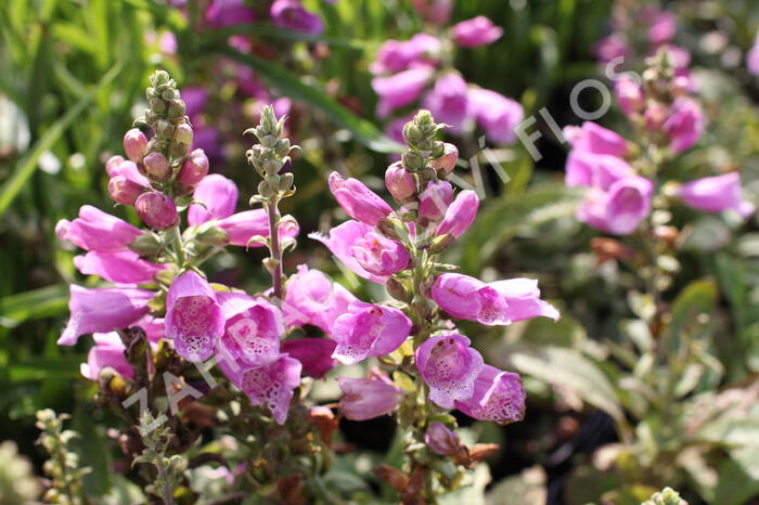 Náprstník červený 'Pollux Purple' - Digitalis purpurea 'Pollux Purple'