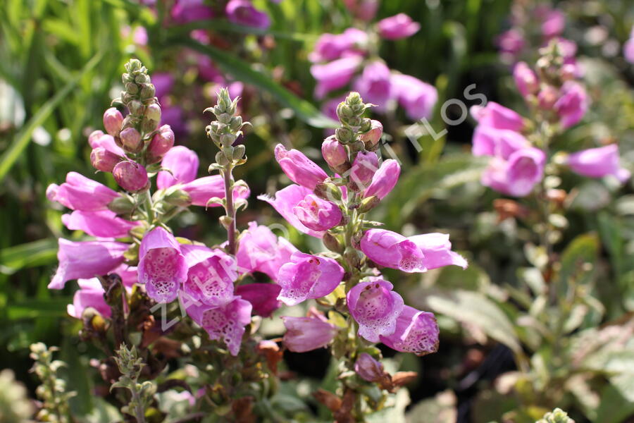 Náprstník červený 'Pollux Purple' - Digitalis purpurea 'Pollux Purple'