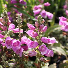 Náprstník červený 'Pollux Purple' - Digitalis purpurea 'Pollux Purple'