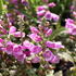 Digitalis purpurea 'Pollux Purple'.JPG