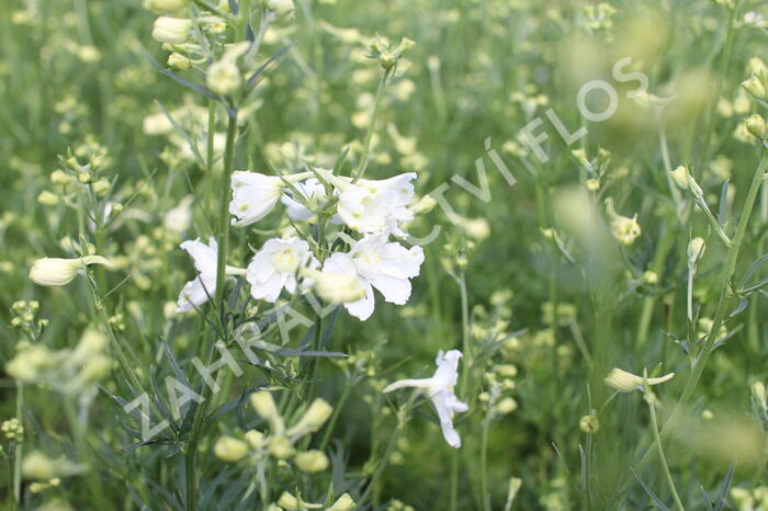 Ostrožka 'Hunky Dory White - Delphinium hybridum 'Hunky Dory White'