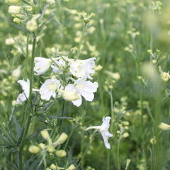 Ostrožka 'Hunky Dory White - Delphinium hybridum 'Hunky Dory White'