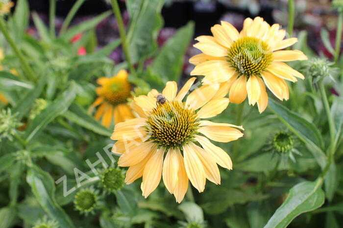 Třapatkovka nachová 'PollyNation Yellow' - Echinacea purpurea 'PollyNation Yellow'