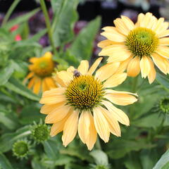 Třapatkovka nachová 'PollyNation Yellow' - Echinacea purpurea 'PollyNation Yellow'