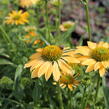 Třapatkovka nachová 'PollyNation Yellow' - Echinacea purpurea 'PollyNation Yellow'