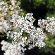 Šater latnatý 'Starflakes' - Gypsophila paniculata 'Starflakes'