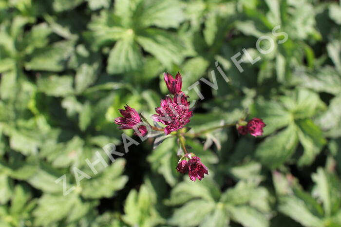 Jarmanka 'Ceris Button' - Astrantia 'Cerise Button'