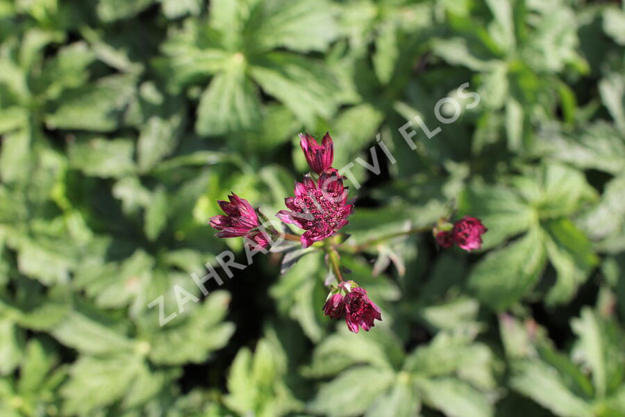 Jarmanka 'Ceris Button' - Astrantia 'Cerise Button'