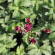 Jarmanka 'Ceris Button' - Astrantia 'Cerise Button'