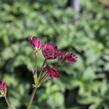 Jarmanka 'Ceris Button' - Astrantia 'Cerise Button'