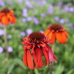 Třapatkovka nachová 'Hot Papaya' - Echinacea purpurea 'Hot Papaya'