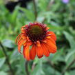 Třapatkovka nachová 'Hot Papaya' - Echinacea purpurea 'Hot Papaya'