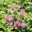 Jarmanka větší 'Rosensinfonie' - Astrantia major 'Rosensinfonie'