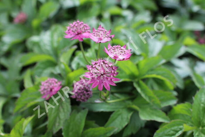 Jarmanka větší 'Rosensinfonie' - Astrantia major 'Rosensinfonie'