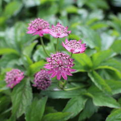 Jarmanka větší 'Rosensinfonie' - Astrantia major 'Rosensinfonie'