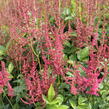 Čechrava Arendsova 'Else Schluck' - Astilbe arendsii 'Else Schluck'