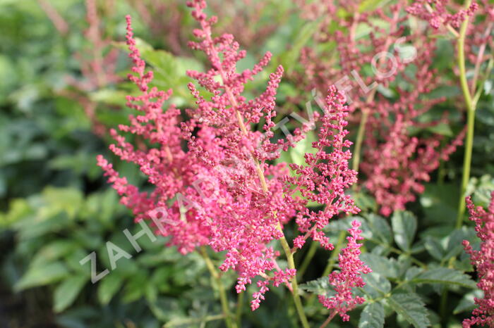 Čechrava Arendsova 'Else Schluck' - Astilbe arendsii 'Else Schluck'