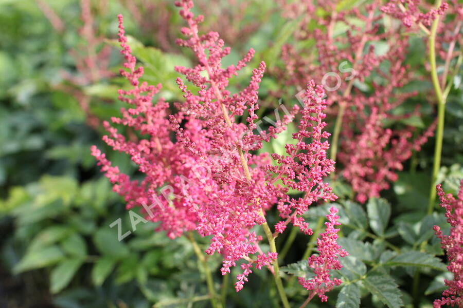 Čechrava Arendsova 'Else Schluck' - Astilbe arendsii 'Else Schluck'